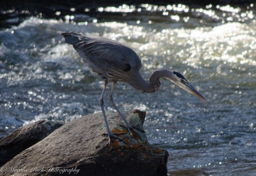 Birds-8988February 08, 2016