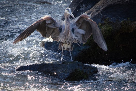 Birds-9012February 08, 2016