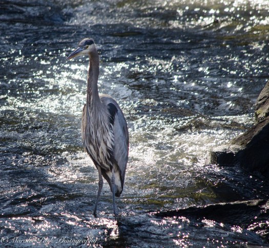 Birds-9041February 08, 2016