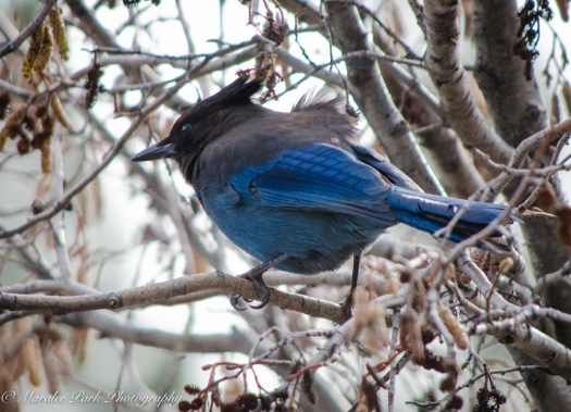 Birds-9066February 10, 2016