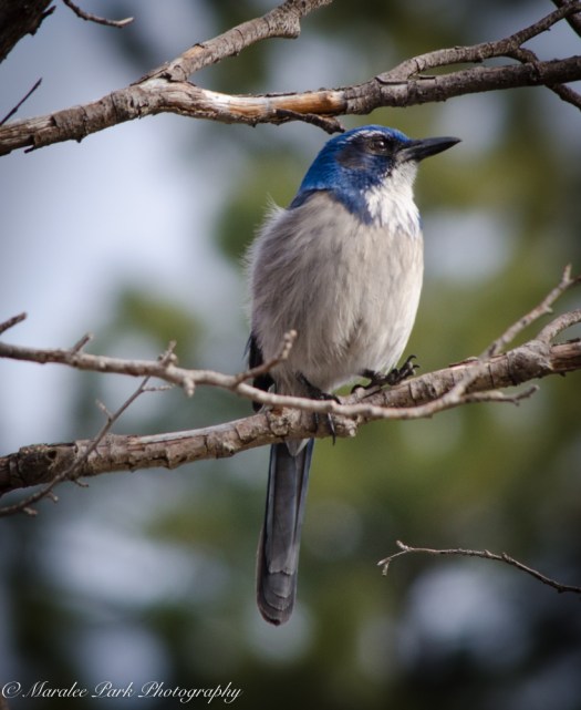 Birds-9080February 11, 2016