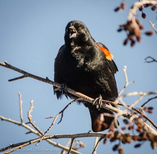 Birds-9100February 12, 2016