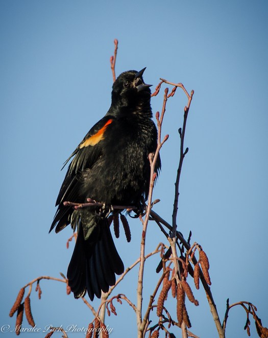 Birds-9109February 12, 2016