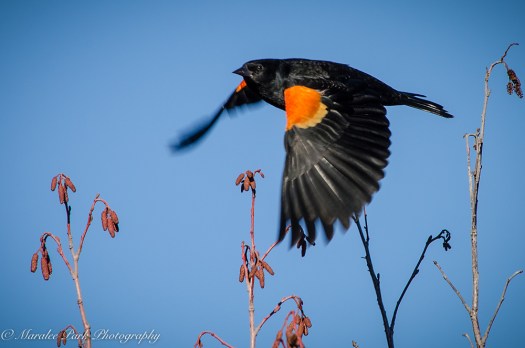 Birds-9124February 12, 2016