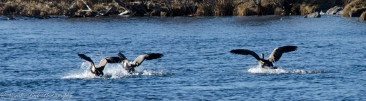 Birds-9129February 12, 2016