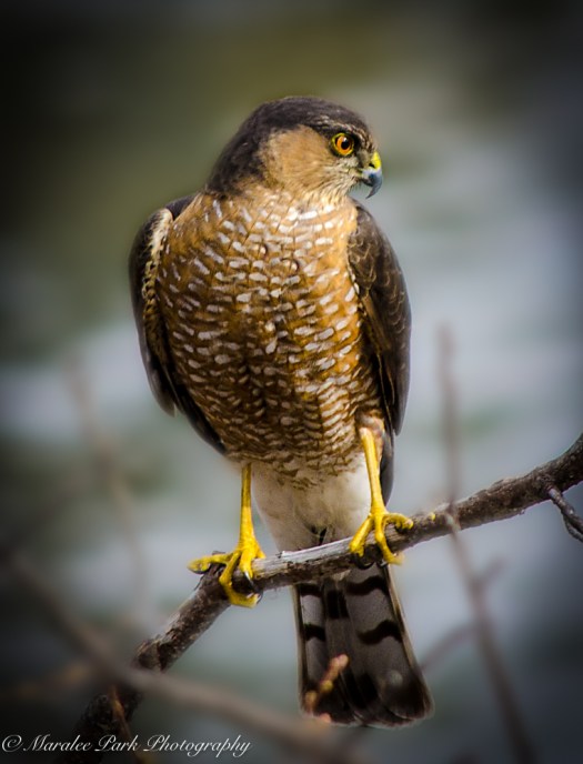 Birds-9174February 16, 2016