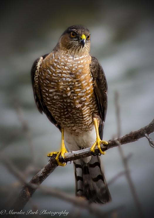 Birds-9176February 16, 2016-2-2