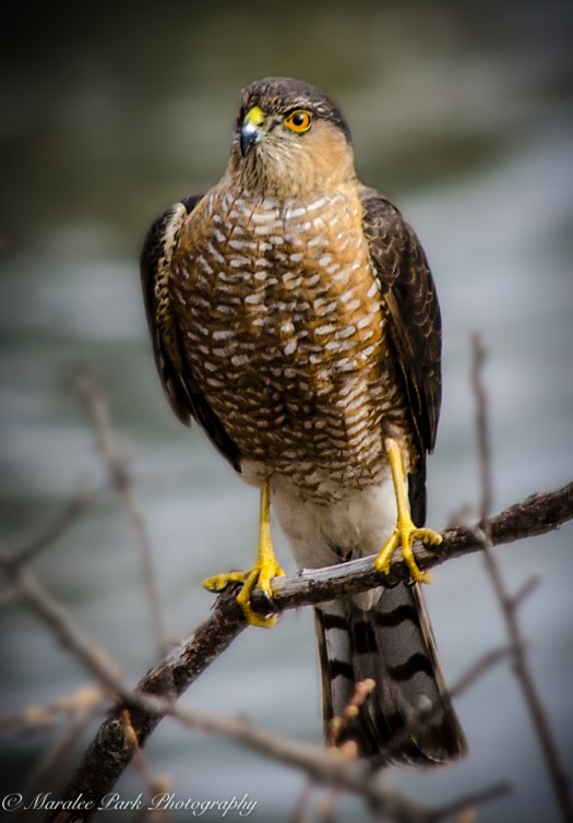 Birds-9177February 16, 2016