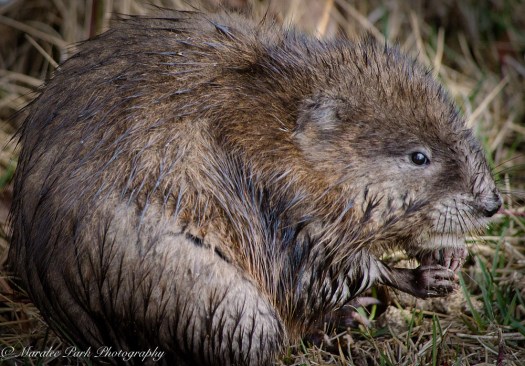 Birds-9230February 21, 2016