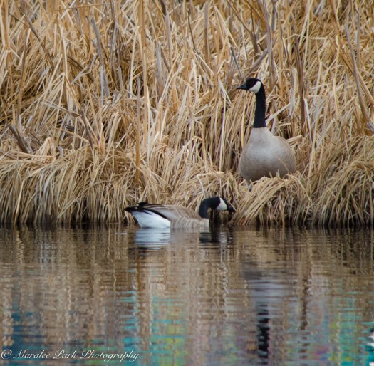 Birds-9241February 21, 2016