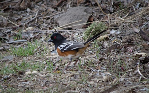 Birds-9343February 29, 2016