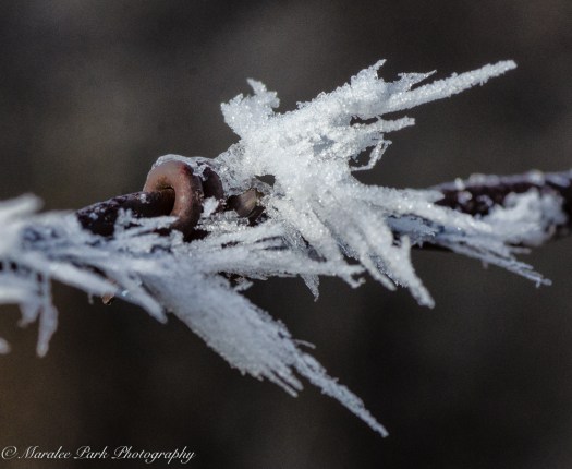 Maralee_Park_140124_60439-Edit