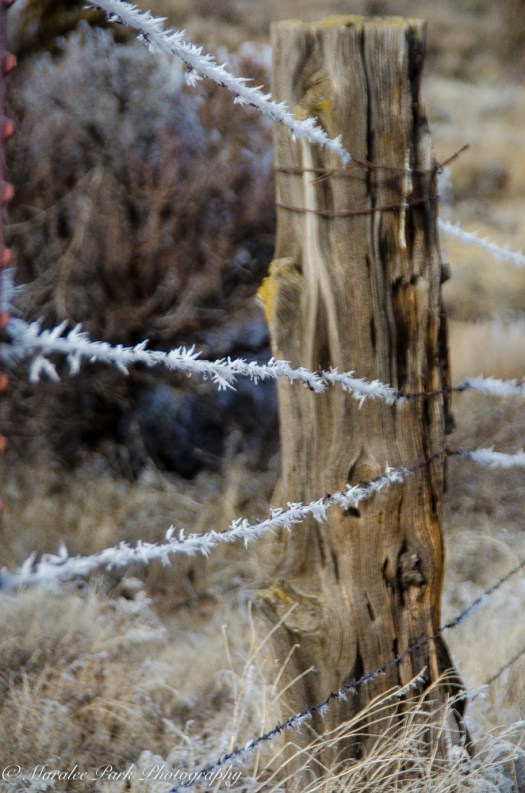 Maralee_Park_140124_60466