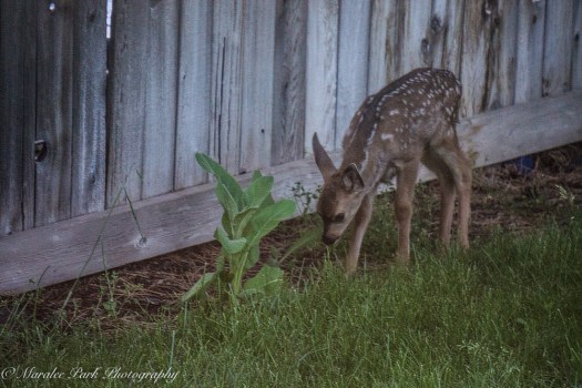 Nature-00814June 16, 2015