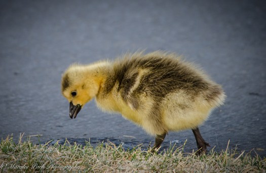 Nature-1199April 29, 2015