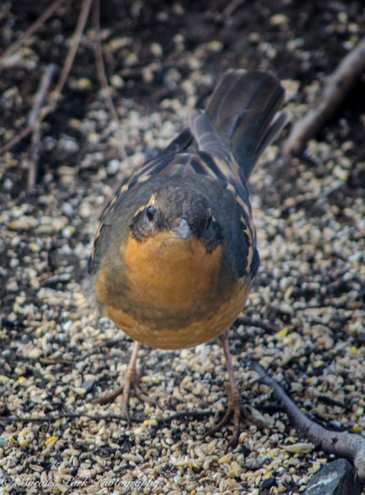 Birds-9364March 01, 2016