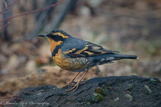 Birds-9366March 01, 2016