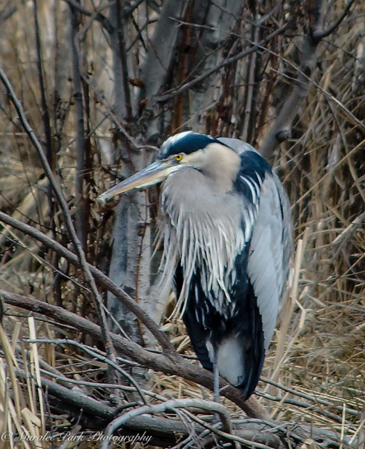 Birds-9405March 02, 2016