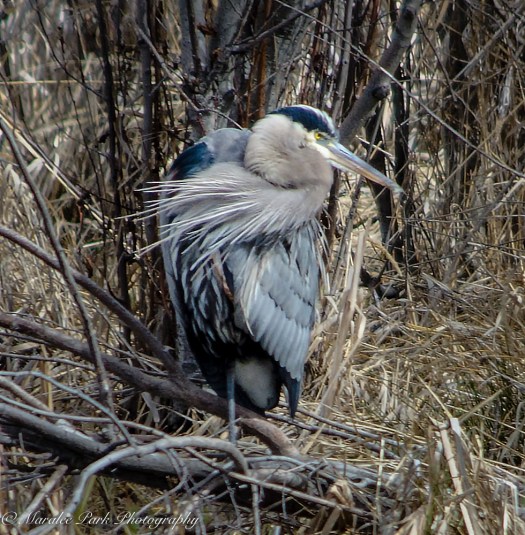 Birds-9417March 02, 2016