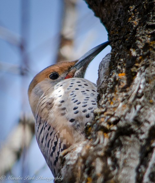 Birds-9430March 02, 2016