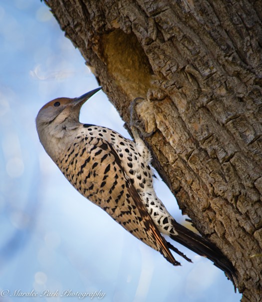 Birds-9439March 03, 2016