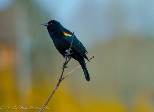 Birds-9464March 04, 2016