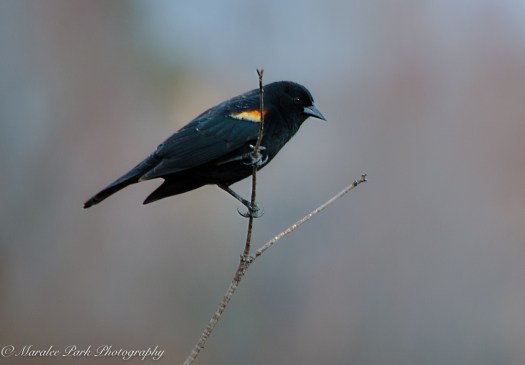 Birds-9470March 04, 2016