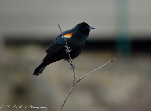 Birds-9473March 04, 2016