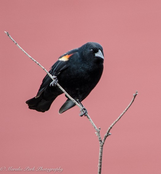 Birds-9476March 04, 2016