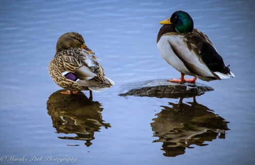 Birds-9481March 04, 2016