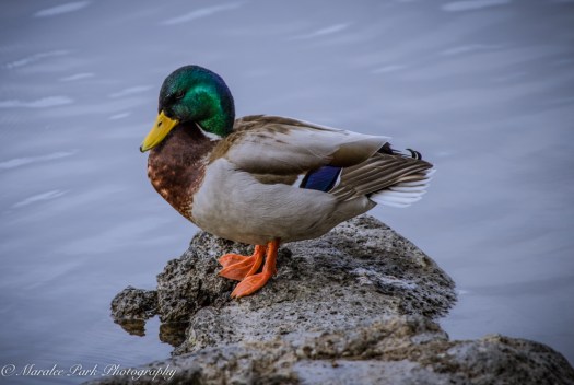 Birds-9513March 04, 2016