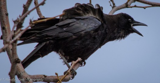 Birds-9623March 11, 2016