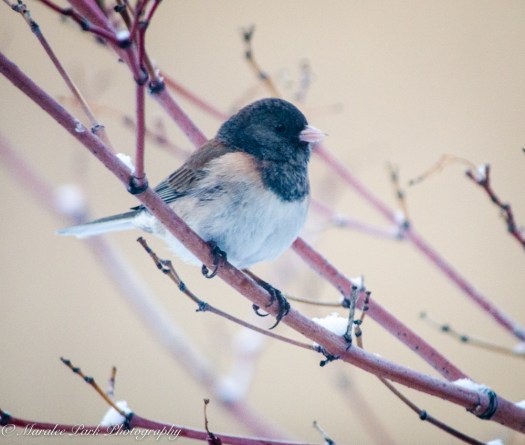 Birds-9627March 13, 2016