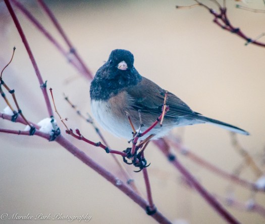 Birds-9629March 13, 2016