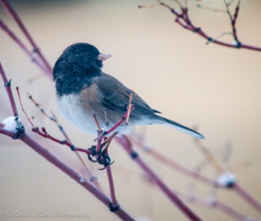 Birds-9631March 13, 2016