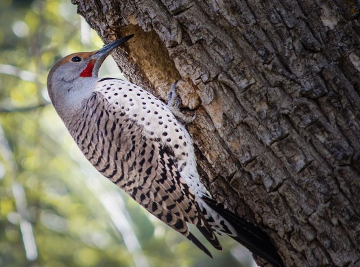 Birds-9657March 15, 2016