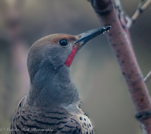 Birds-9684March 17, 2016