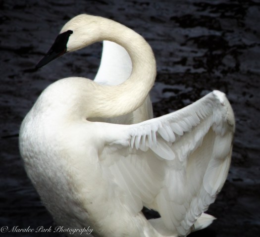 Birds-9851March 23, 2016