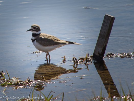 Birds-9877March 25, 2016