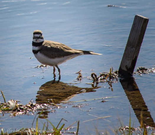 Birds-9878March 25, 2016