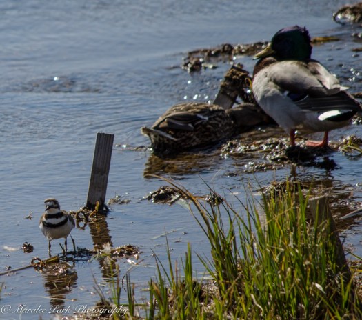 Birds-9881March 25, 2016