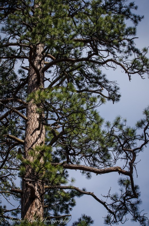 Birds-9897March 26, 2016