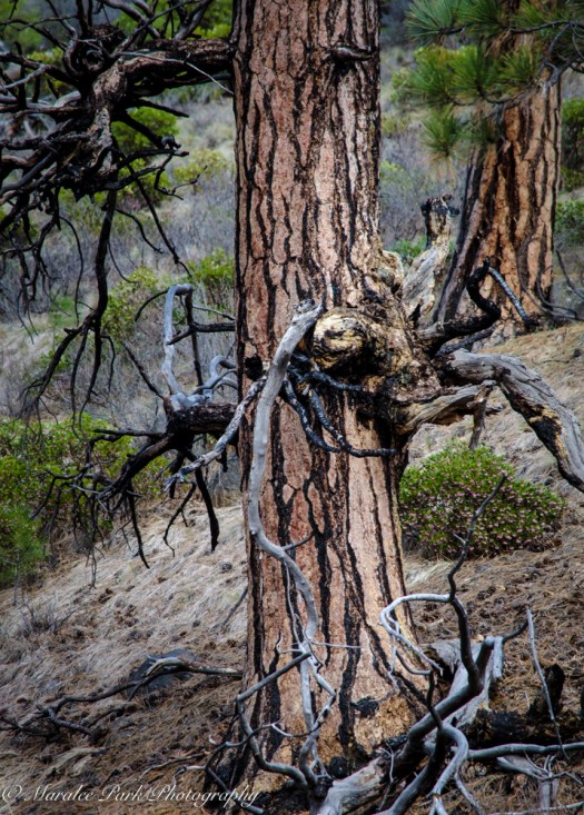 Birds-9912March 26, 2016