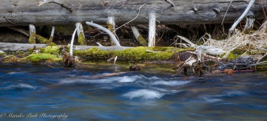 Birds-9926March 26, 2016