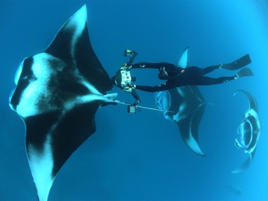 manta-ray-Ted-talks-thomas-peschak