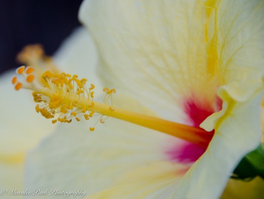 Maralee_Park_131203_57917