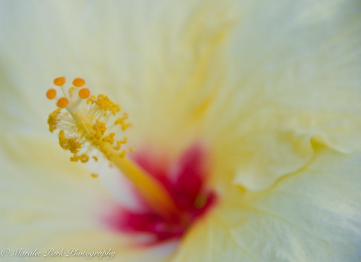 Maralee_Park_131203_57920