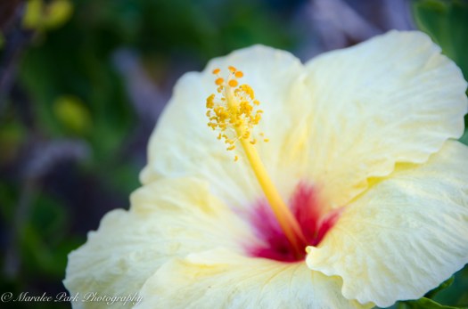 Maralee_Park_131203_57923