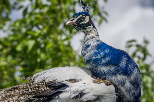 Nature-00695May 22, 2015