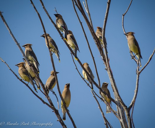 Birds-0011April 01, 2016